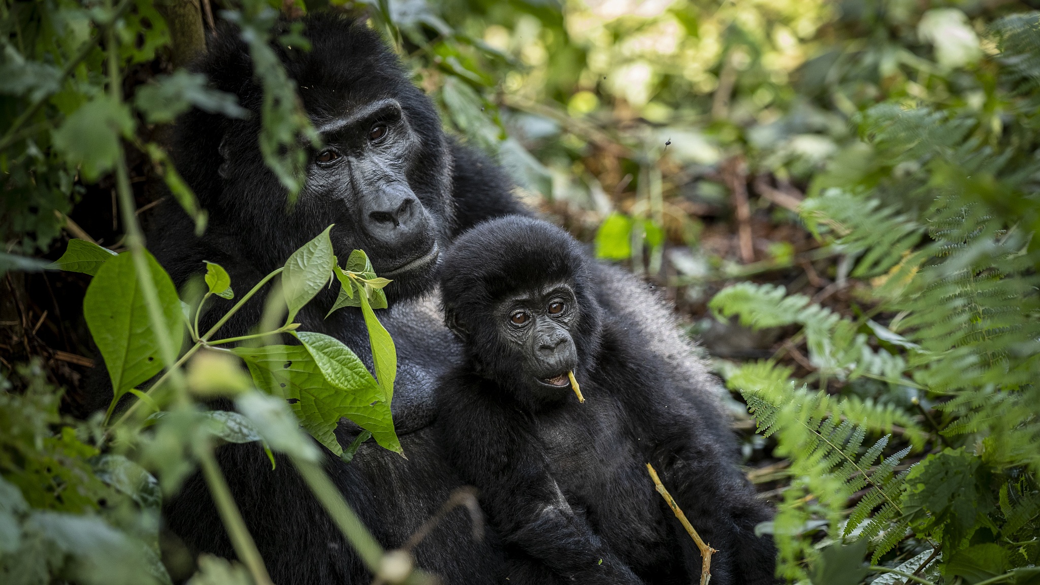 Gorilla Trekking in Africa