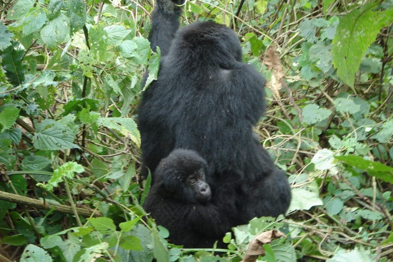 Uganda Safari with Gorilla Trekking