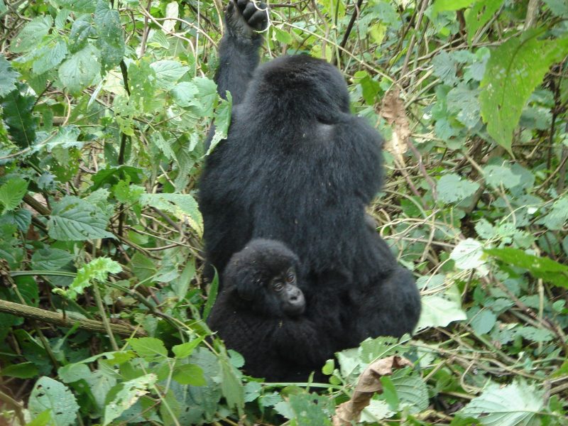 Uganda Safari with Gorilla Trekking