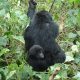 Uganda Safari with Gorilla Trekking