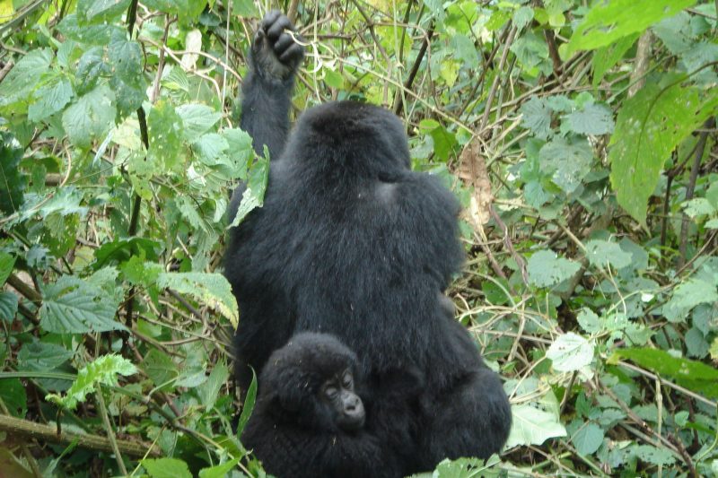 Congo Uganda Rwanda Safari