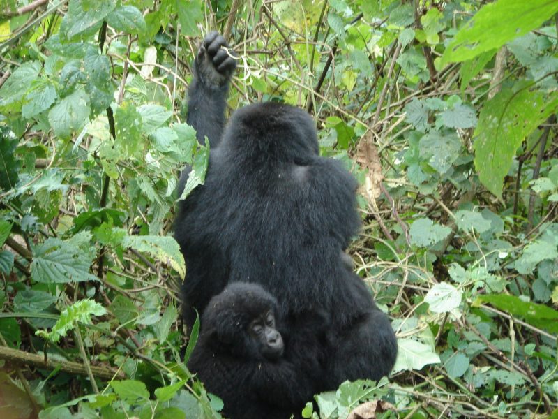 Congo Uganda Rwanda Safari