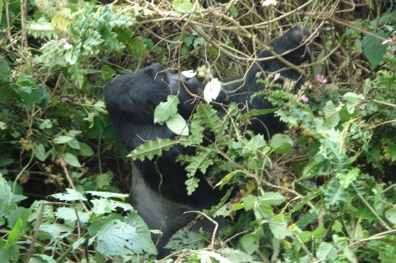 Safari in Uganda