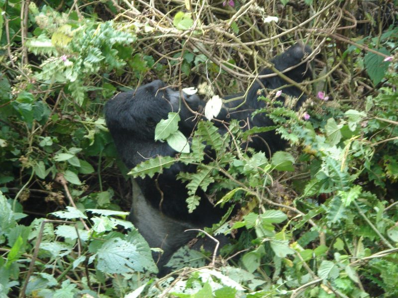 Safari in Uganda