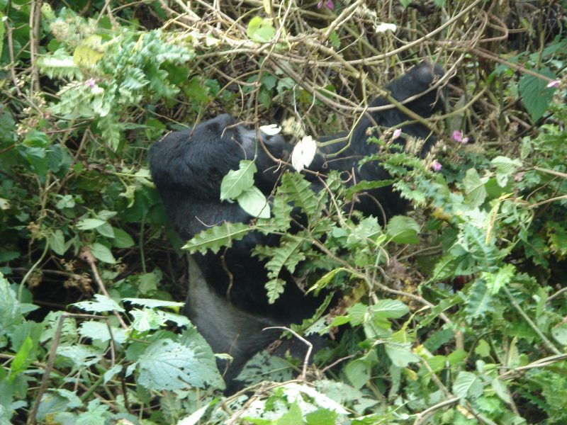 Safari in Uganda