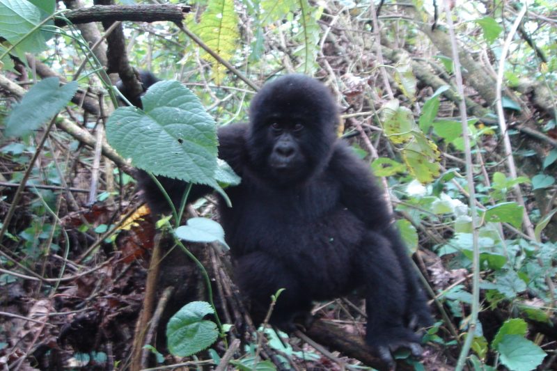 Uganda Gorilla Trekking