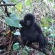 Uganda Gorilla Trekking