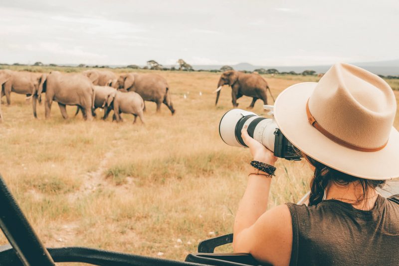 Wildebeest Migration