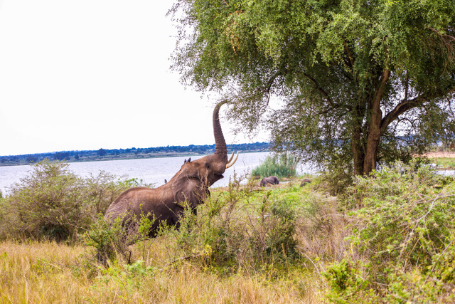 Uganda Safaris Tour