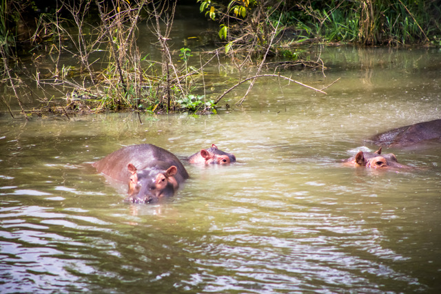 Lake Mburo Uganda Safari