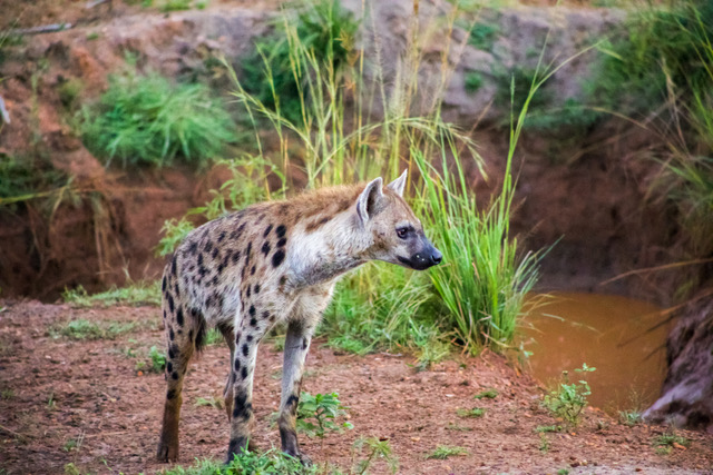 Uganda Fly-in Safari