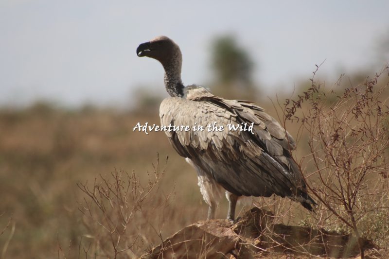 Rwanda Bird Watching Safari