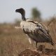 Rwanda Bird Watching Safari