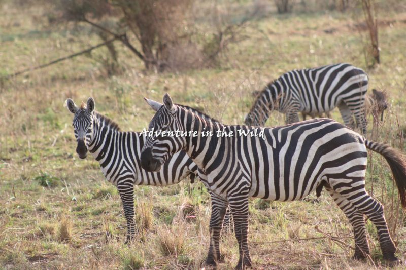 Lake Mburo National Park