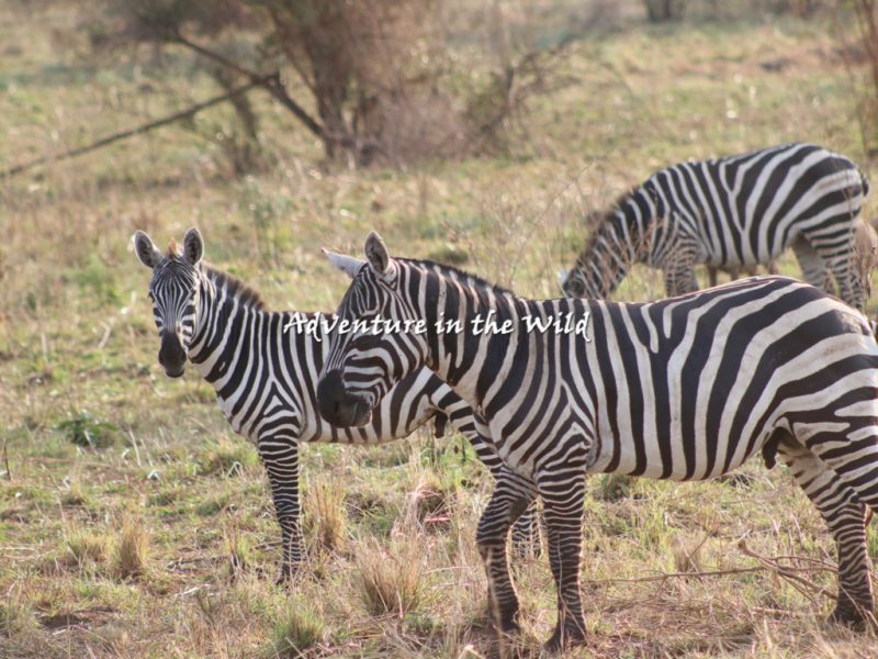 Kidepo National Park Safari