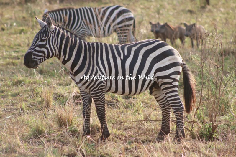 Kidepo National Park Safari