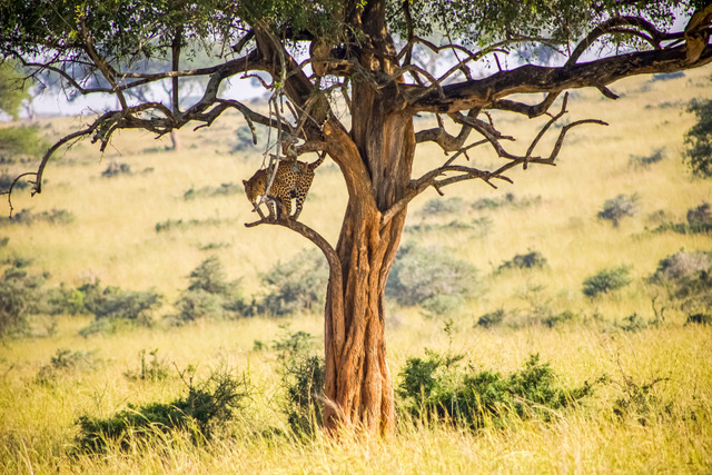 Wildlife Kenya Cultural Tour