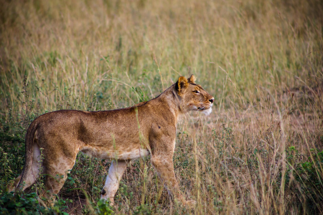 Uganda Fly-in Tour