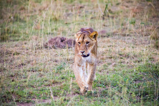 Uganda Adventure Safari