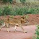 Rwanda Safari Trip - wildlife safaris in Rwanda