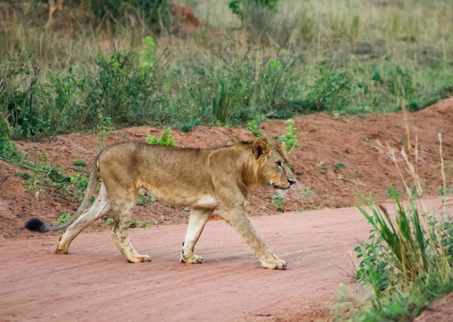 Rwanda Safari Trip - wildlife safaris in Rwanda
