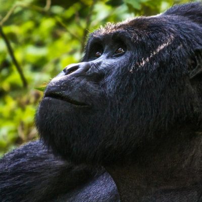 Gorilla Trekking Safari Uganda