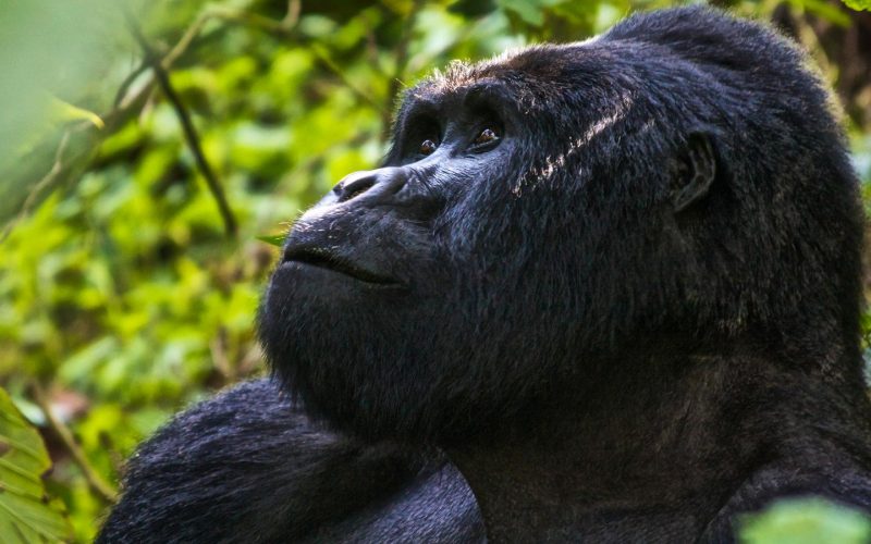 Gorilla Trekking Safari Uganda