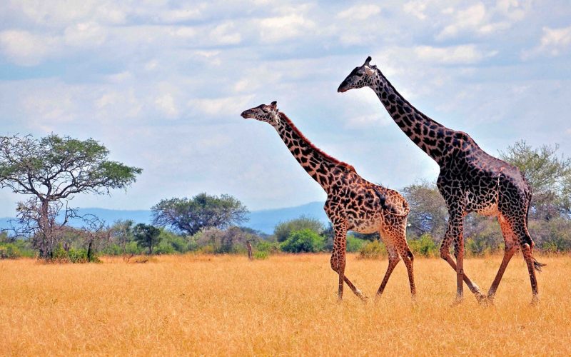 Best of Uganda Safari