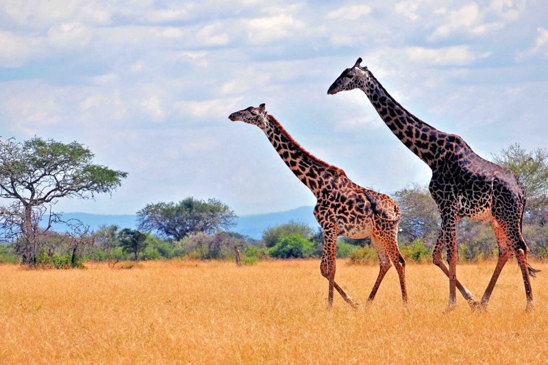 Best of Uganda Safari