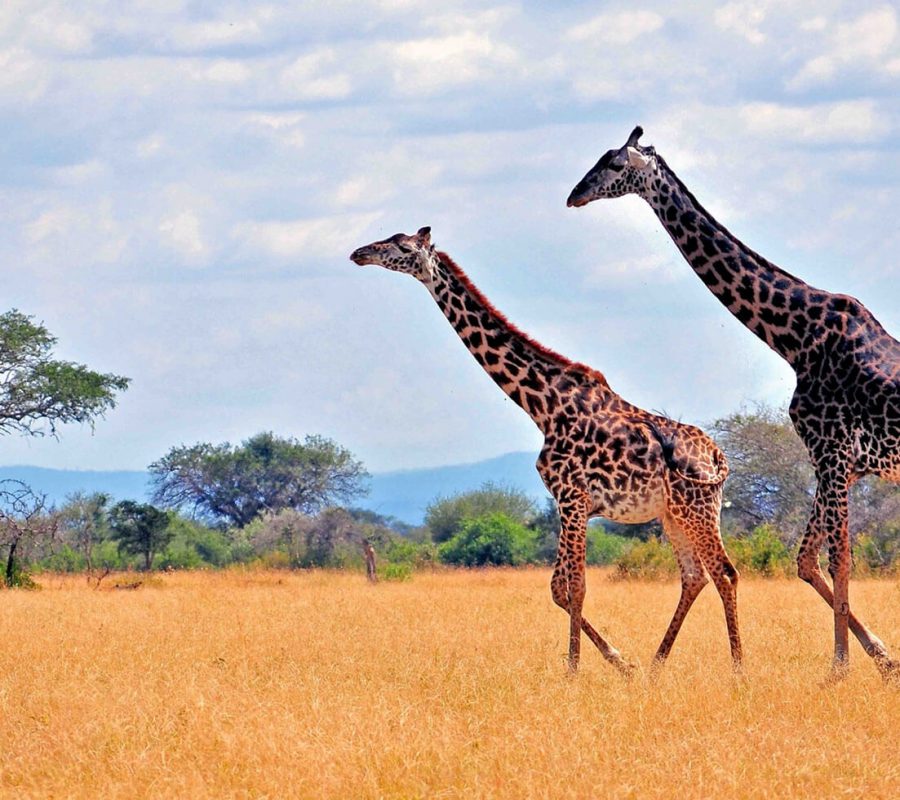 Best of Uganda Safari