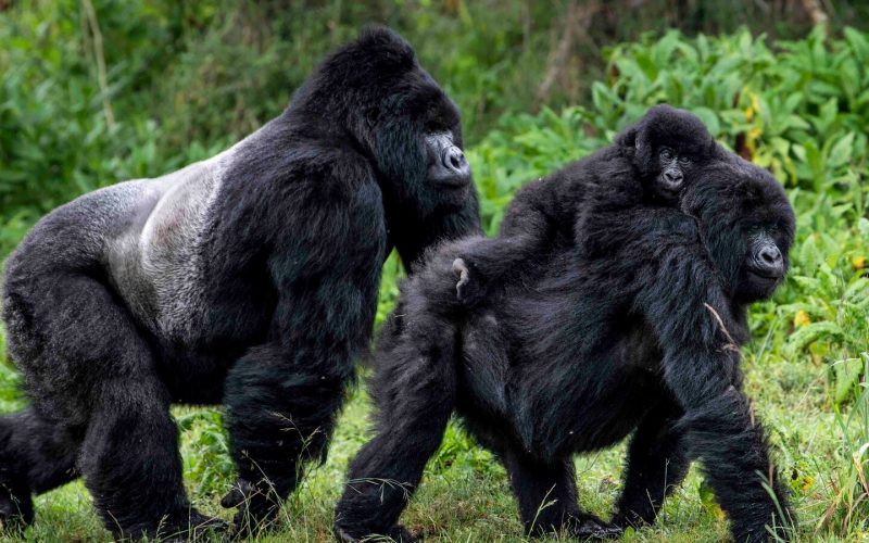 Mgahinga Gorilla Trekking Safari Uganda