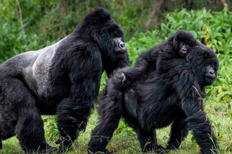 Mgahinga Gorilla Trekking Safari Uganda