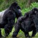 Mgahinga Gorilla Trekking Safari Uganda