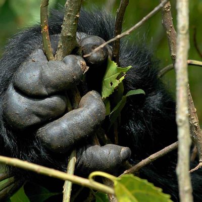 Gorilla Trekking Safari Uganda