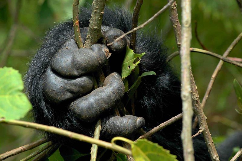 Gorilla Trekking Safari Uganda