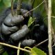 Gorilla Trekking Safari Uganda