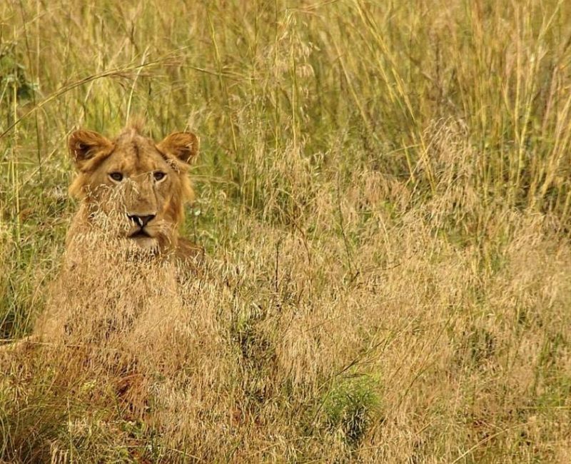 Rwanda Wildlife Safaris trip