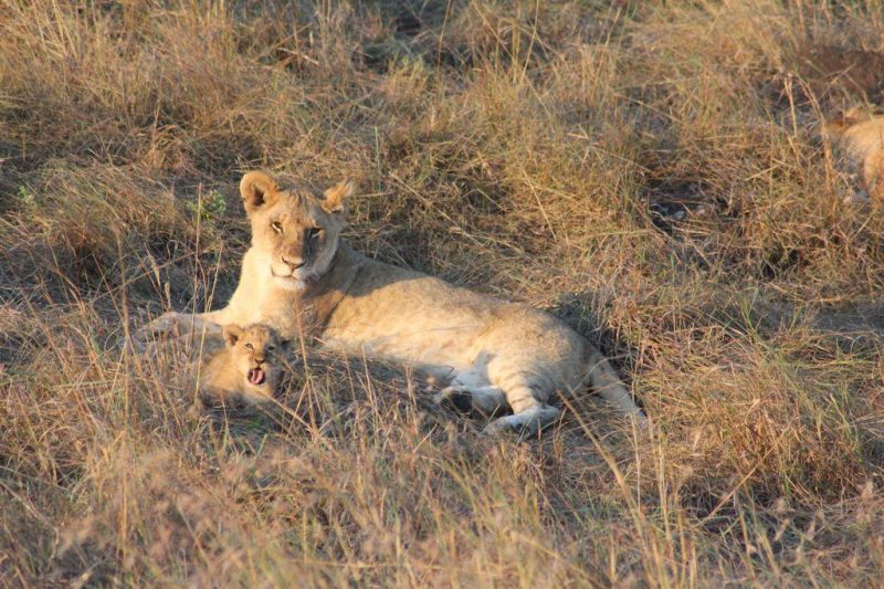 Kenya Wildlife Safaris Tour - Booking a safari to Kenya
