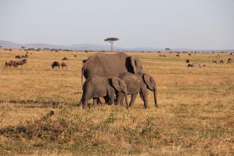 Amboseli National Park