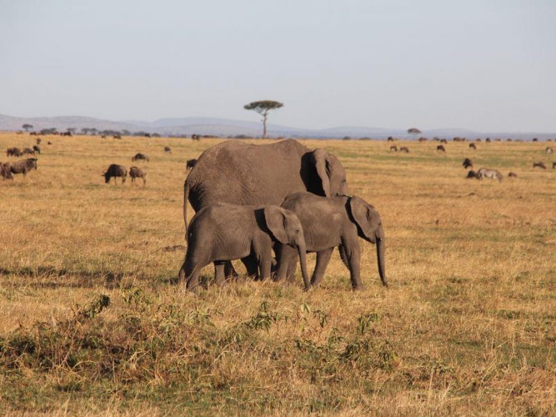 What are the best Tanzania safaris?