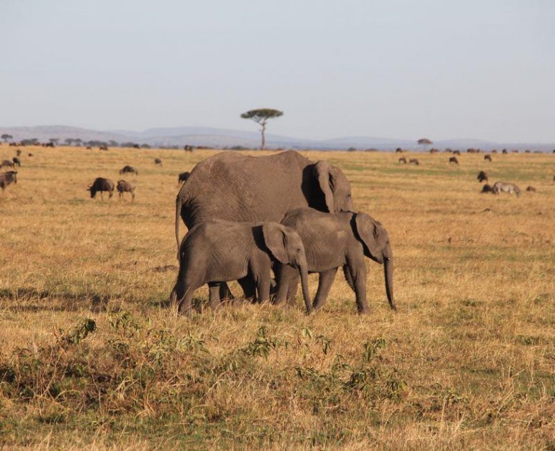 What are the best Tanzania safaris?