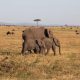 What are the best Tanzania safaris?