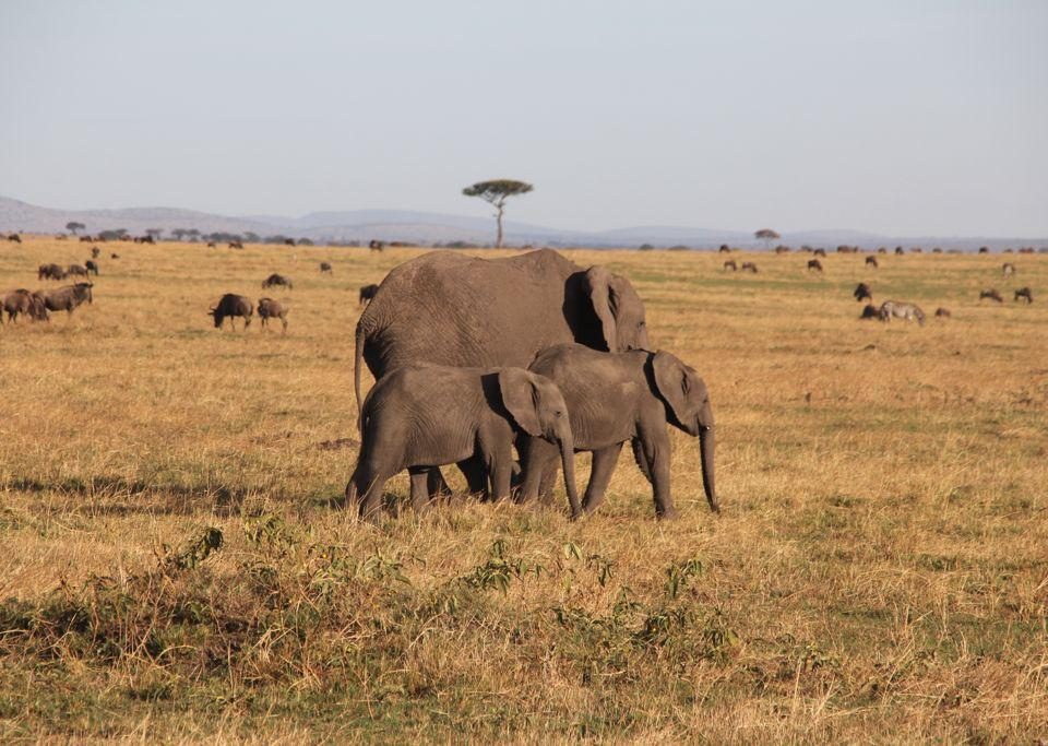 What are the best Tanzania safaris?