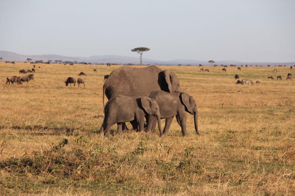 East Africa Adventure Safari Tours