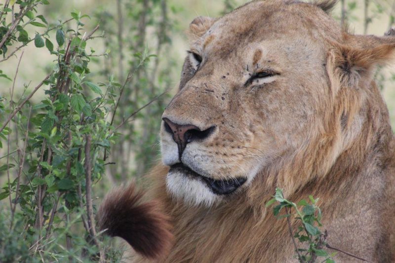 Lake Manyara National Park