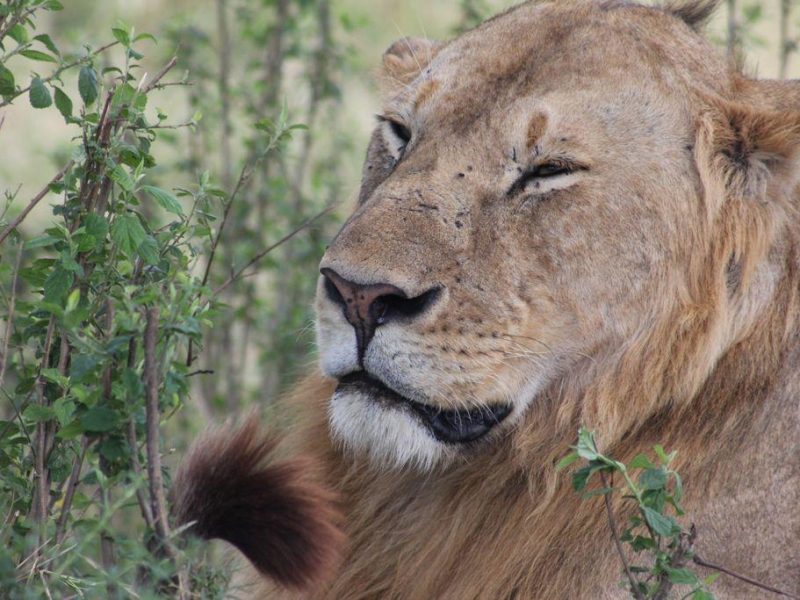 Wildlife Adventure tours in Kenya