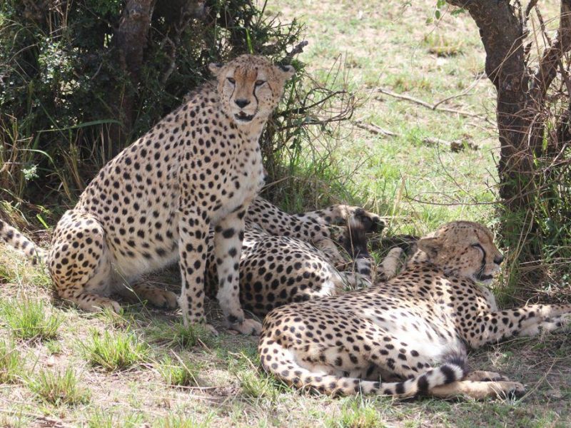 Wildlife Safaris Africa Tour