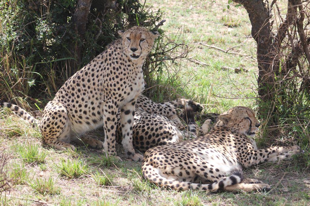 Where to Go for Wildlife Safari in Kenya?