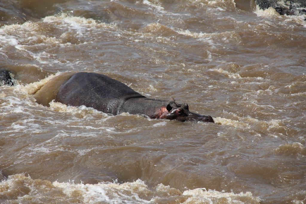 Where to Go for Safari in Tanzania?