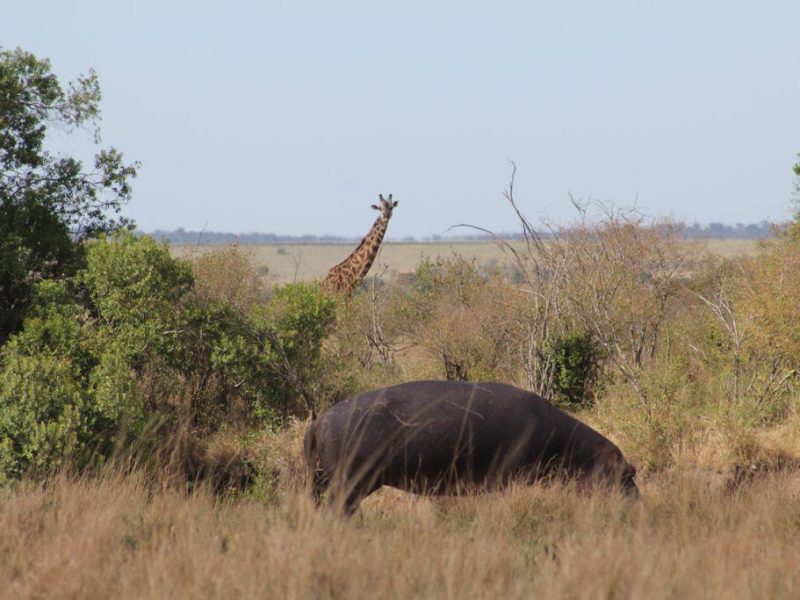 Wildlife Safaris Rwanda Tour